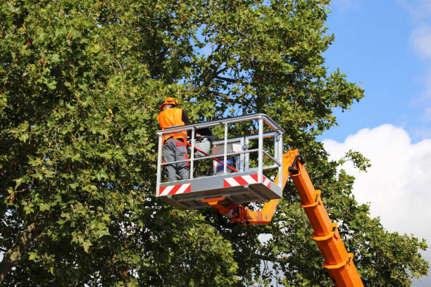 Why Choose Our Tree Removal Services in Rockport, IN?